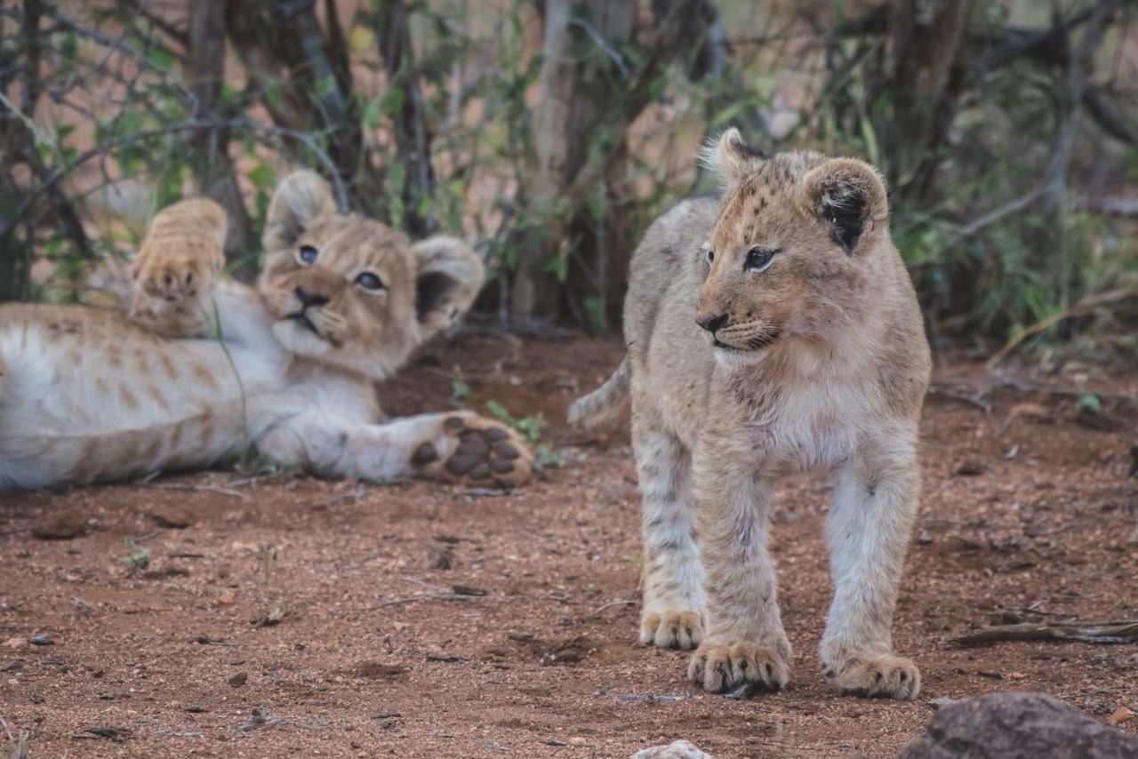 Ku Sungula Safari Lodge บาลูเลเกมรีเซิร์ฟ ภายนอก รูปภาพ