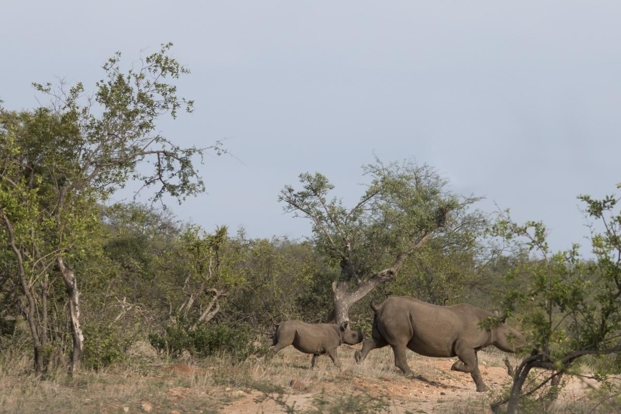 Ku Sungula Safari Lodge บาลูเลเกมรีเซิร์ฟ ภายนอก รูปภาพ